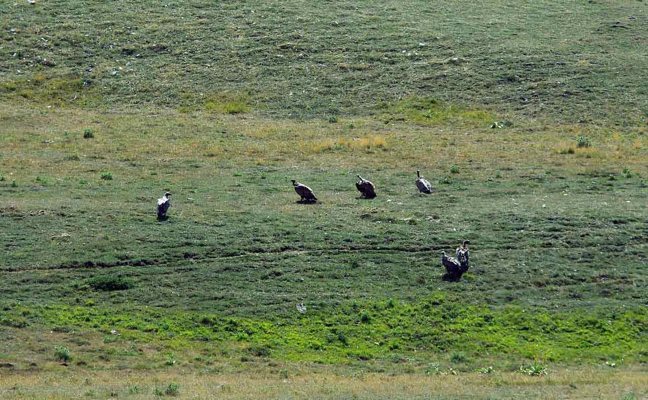 Grifoni-piana-di-Campo-Imperatore-foto-Adriano-Di-Benedetto-(4)